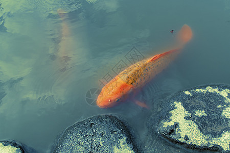 红角鱼图片