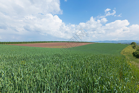 农业地貌景观植物产品田园风光天气滚动收获牧场大麦风景图片