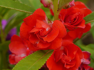 红色花园香脂 凤仙花花在花园里图片