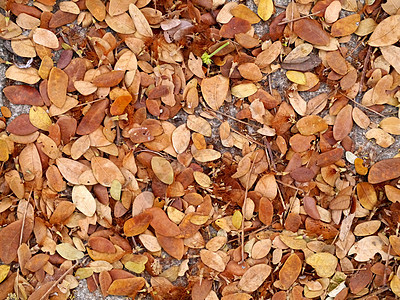 树叶倒在地上天空蓝色棕色落叶地面叶子季节性黄色花朵图片