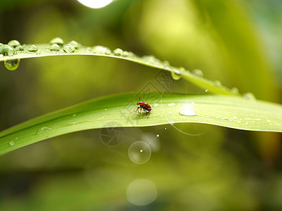 绿叶上的红昆虫红色世界翅膀花园昆虫学害虫叶子漏洞黄色绿色图片