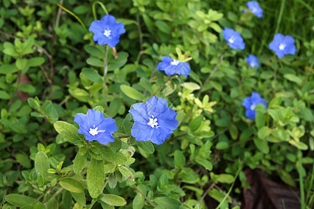 春林中盛开的蓝花树叶花朵蓝色花园季节雌蕊毛茛野生动物雄蕊公园图片