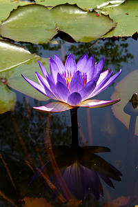 在池塘上开花公园花园文化叶子宗教植物寺庙佛教徒热带植物群图片