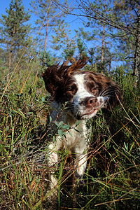 喷雾喷嚏猎犬森林肖像图片