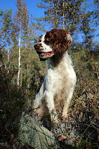森林中的狗狗太阳森林棕色晴天蓝天肖像白色图片