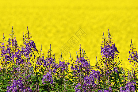 紫色和黄色花朵季节场地油菜白色植物农业绿色油菜籽墙纸乡村图片