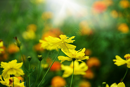 黄色宇宙花朵场地草地橙子热带植物群植物学花粉花瓣环境植物图片