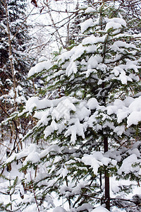 有雪的树植物云杉植物群季节天空针叶木头分支机构图片