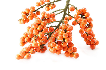 棕榈橙籽分支机构食物种子叶子坚果植物学产品橙子水果植物图片