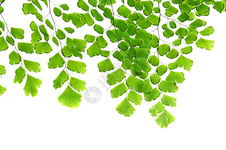 白背景的阿迪亚图马发芽叶气候生物学植物花盆花园园艺叶子农业绿色森林图片