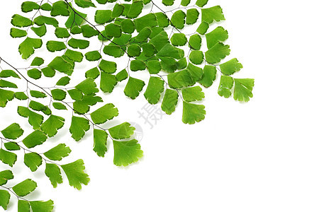 白背景的阿迪亚图马发芽叶气候生长叶子荒野植物学生物学农业花盆绿色植物森林图片