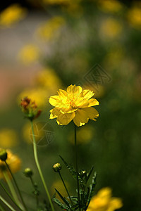 黄色宇宙花朵花瓣农村花粉草地植物花园植物学热带植物群活力图片
