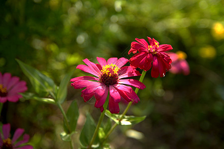 粉色和红色的辛尼亚花朵图片
