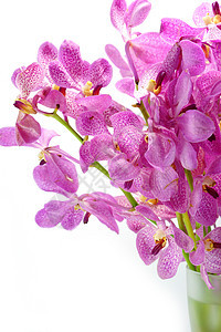 粉红莫卡拉兰花 在白色背景上被孤立植物学植物群温泉石斛异国带子情调芳香热带疗法图片