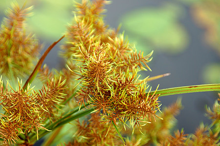 Cyperus 气味的花朵L patyrus热带宏观植物学生活花园莎草芦苇线条绿色叶子图片