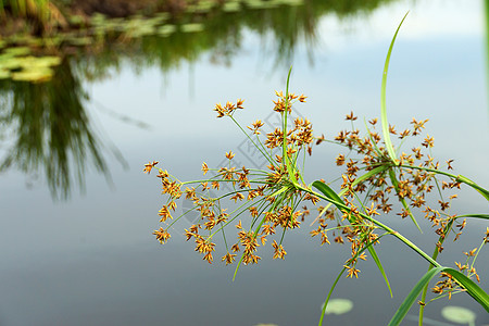 Cyperus 气味的花朵L patyrus叶子莎草生活植物生长沼泽热带植物群植物学花园图片