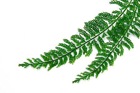 图贝尔剑 Fern 剑 Fern 科学名称图片