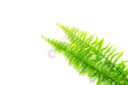 波士顿 Fern 科学名称 L Schott农业绿色生长森林花盆植物群叶子绿色植物植物学生物学图片