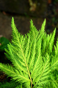 叶子植物学生长蕨类曲线绿色植物群花园荒野植物卷曲图片