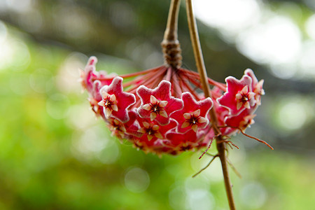 花织蜡或Hoya camosa(L f )图片