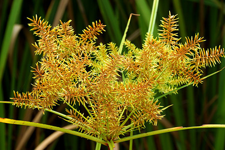 Cyperus 气味的花朵L patyrus叶子莎草植物学沼泽宏观花园生活生长芦苇植物图片