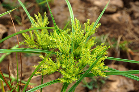 Cyperus 气味的花朵L patyrus绿色香附沼泽植物芦苇支撑宏观植物学生活花园图片
