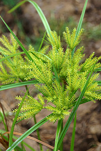 Cyperus 气味的花朵L patyrus生活植物学热带植物群莎草叶子花园芦苇生长绿色图片