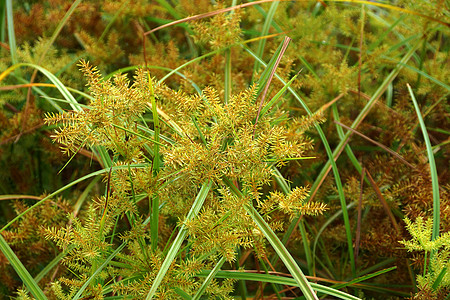Cyperus 气味的花朵L patyrus支撑线条热带植物学沼泽宏观芦苇香附绿色植物群图片