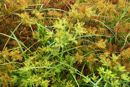 Cyperus 气味的花朵L patyrus莎草叶子支撑线条植物群植物花园芦苇生长热带图片