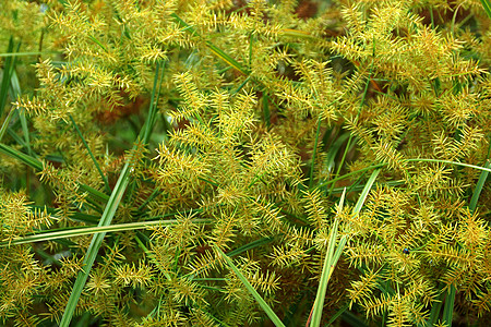 Cyperus 气味的花朵L patyrus花园沼泽热带香附生长线条芦苇叶子生活植物图片