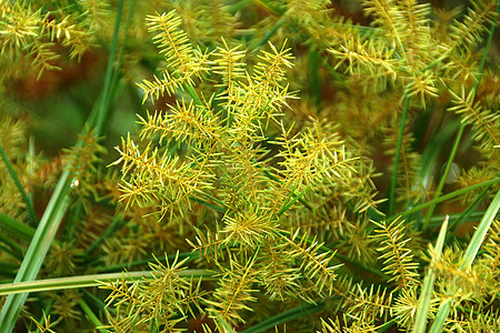 Cyperus 气味的花朵L patyrus线条生活芦苇植物群叶子生长沼泽莎草热带花园图片