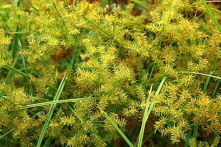 Cyperus 气味的花朵L patyrus植物香附植物学支撑生长植物群绿色莎草线条花园图片