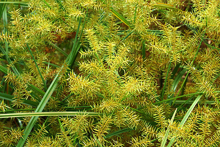 Cyperus 气味的花朵L patyrus花园线条生活植物植物群叶子植物学绿色生长沼泽图片