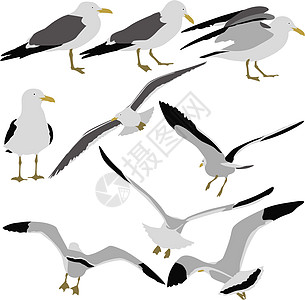 设置白色背景的海鸥黑色轮廓 矢量 il插图荒野海洋行动航班翅膀团体收藏野生动物传播图片