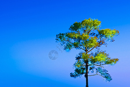 孤独的树蓝天-照片中的油画图片