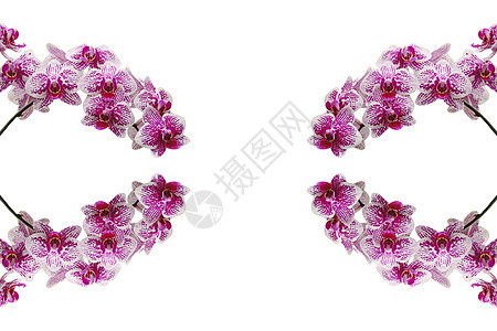 鸟花瓣紫色白色花束热带粉色植物图片