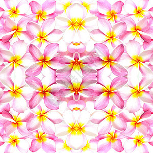 粉红色情调黄色花瓣异国温泉粉色白色热带花园香味图片