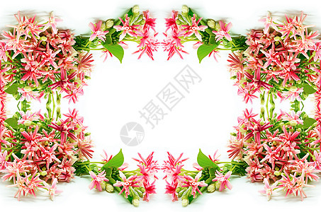 仰光克里珀人红色花束君子藤蔓白色花园植物金银花植物群粉色背景图片