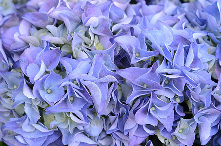 蓝花花植物群花朵园艺图片
