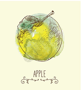 新的有益生态友好型苹果健康饮食插图收藏团体植物收成卡通片艺术品墨水橙子图片