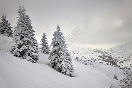 冬季森林场景环境树木木头松树风景滑雪冻伤爬坡辉光图片