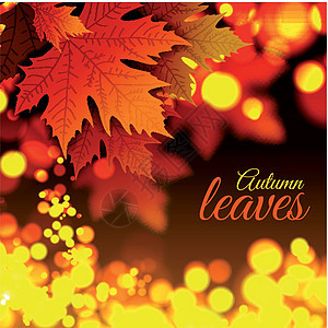 秋叶墙纸季节植物群活力橙子树叶黄色叶子红色森林图片