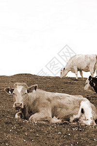 牧牛在西皮亚的绿草上觅食图片