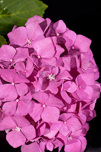 黑色背景的单粉色时数花瓣花园生长植物绣球花风格植被装饰植物群温室图片