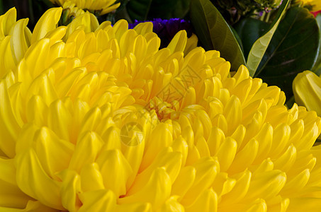 黄菊花朵花瓣植物黄色风格花束绿色装饰植物群叶子菊花图片