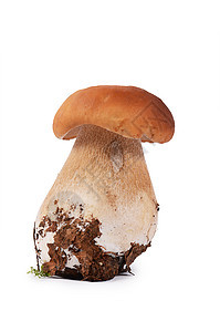 白色上孤立的原生肉汁泡菜食人鱼饮食美食荒野菌类植物森林食物常委木头蘑菇图片