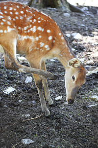 白骑的处女号野生动物尾巴婴儿哺乳动物白色棕色青少年白尾生物螺旋图片