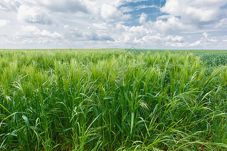 混合大麦和燕麦谷植物图片