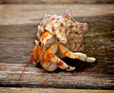卡通螃蟹蟹野外动物背景居民宠物棕色黄色海滩螃蟹风化动物背景