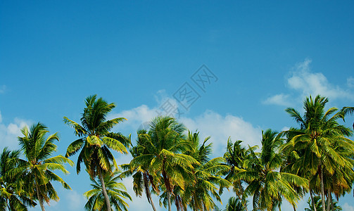 棕榈树场景天空阳光异国情调热带木头蓝色植物色彩图片
